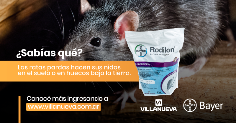 VillaNuevaArg's tweet photo. ¿Alguna vez te preguntaste por qué los roedores están constantemente mordiendo cosas?
¡Necesitan ir gastando sus dientes que nunca paran de crecer!
Si los roedores están siendo un problema para vos, Rodillon Pellet es tu producto aliado. https://t.co/sltBKVGnAm
