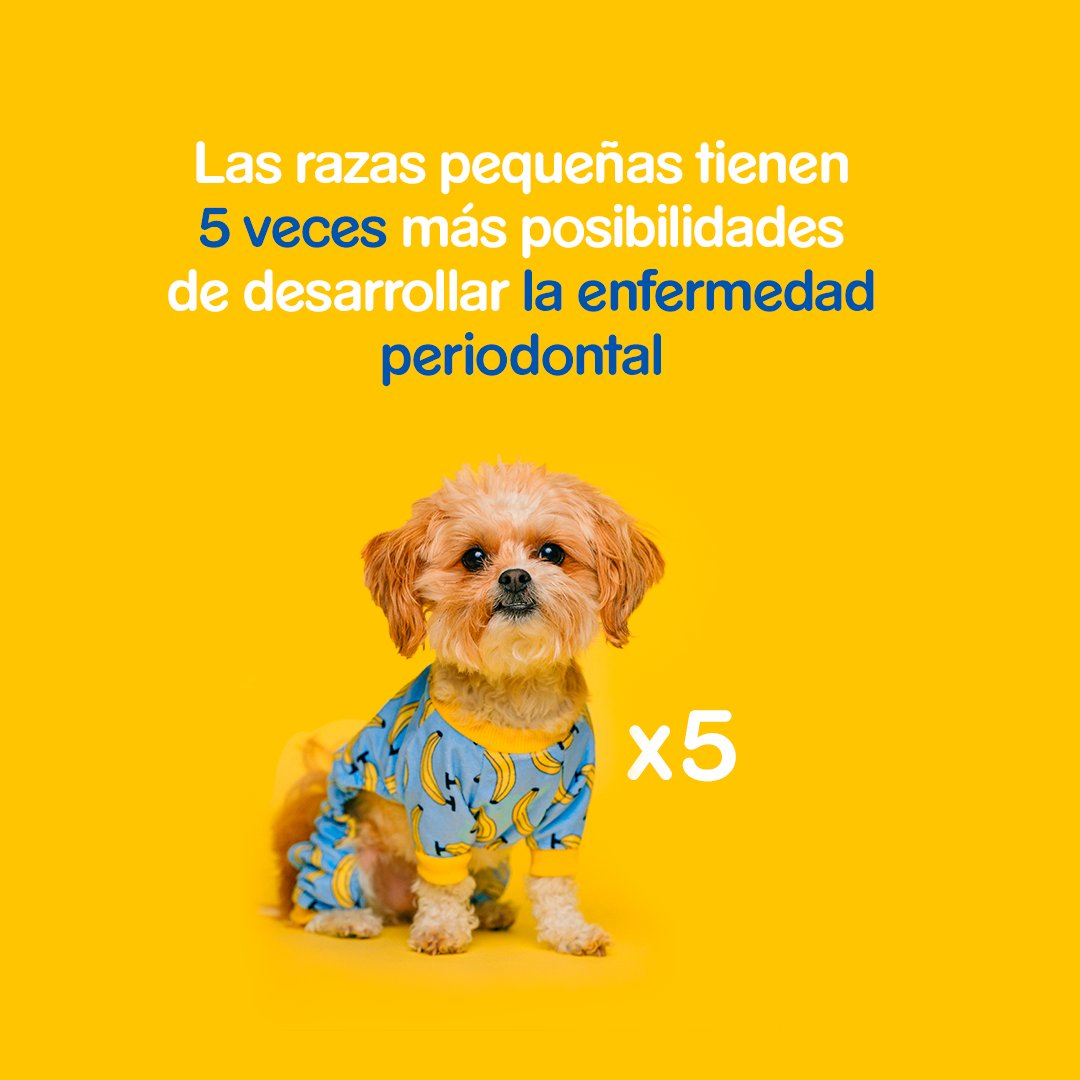 Pedigree ES tweet media