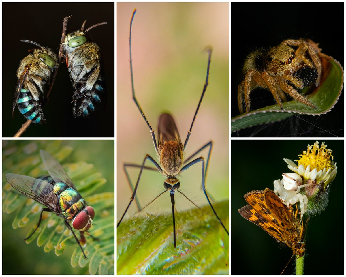 ClicksbyDk's tweet photo. Here is my Collection available on @opensea &amp; @withFND

MACRO SERIES
https://t.co/HnBOTsXWC5

BNW Series 
https://t.co/cjYkfvP7ES

RETURNS OF THE KING
https://t.co/yxqujQFnAs

STRANGE TREEHOPPER
https://t.co/dpTvjMF9d3

MACRO WORLD
https://t.co/QS15u8pGPW

#NFTCommunity #NFTs https://t.co/rtdwKugXB2