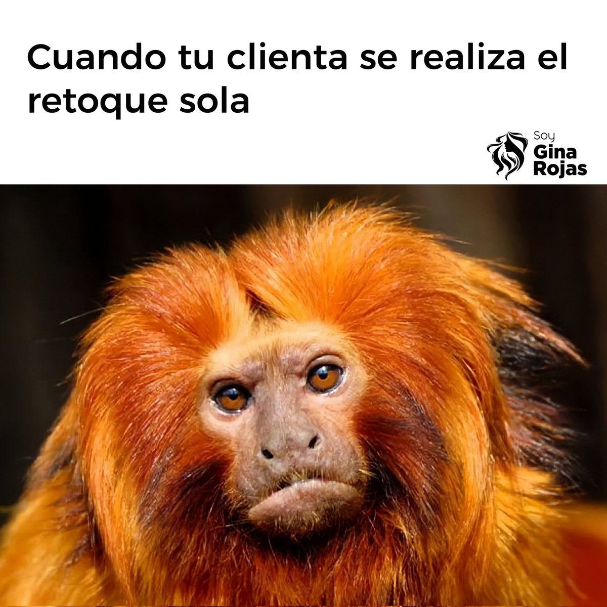 SoyGinaRojas's tweet photo. Parece chiste; pero es anécdota 🤷🏻‍♀️

#Memes #SoyGinaRojas #EstilistaVenezolana #Estilismo https://t.co/lbvkBtFQBO