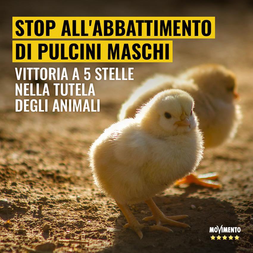 M5S_Camera's tweet photo. Ogni anno in Italia vengono uccisi circa 40 milioni di pulcini maschi. Grazie al nostro intervento questa pratica ha una data di scadenza: con l’emendamento alla Legge di Delegazione Europea a prima firma del MoVimento 5 Stelle, dal 1 gennaio 2027 ne sarà vietata l’uccisione. https://t.co/FTYVlo1qjI