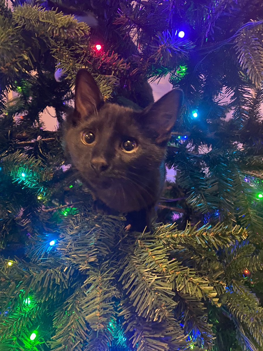 EMMASHA2155's tweet photo. I love the tree! #cats #CatsofTwittter #BlackCat https://t.co/Z5bvRv64dX