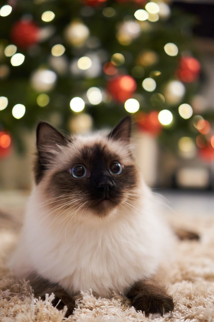 Pettrs_App's tweet photo. Has someone seen mummy kissing Santa Claus underneath the mistletoe?

Share your festive feline snaps using #ChristmasCompanions and register now at https://t.co/vS5c7L3gmC, launching soon!

Because they make life better. https://t.co/nX7nIPKbCH