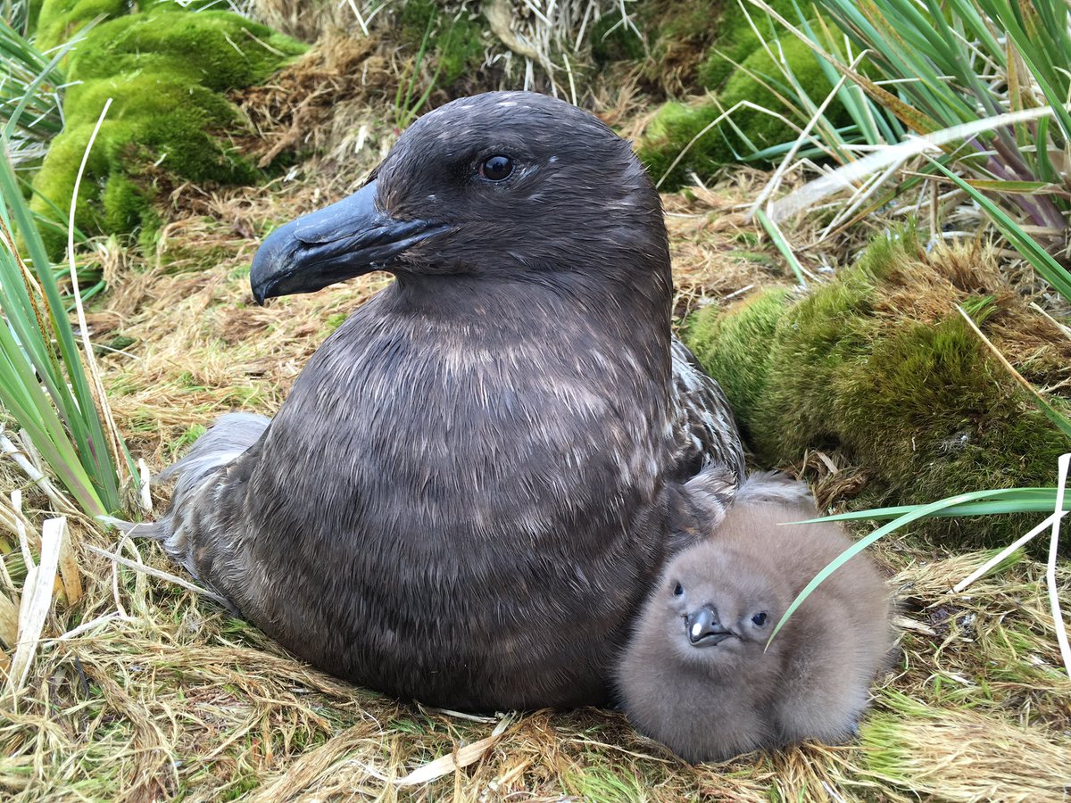 imogen_a_lloyd's tweet photo. The Skua chicks are hatching 😍 Fingers crossed these tiny little brown pompoms have a good year!

@BAS_News #birdisland #southgeorgia https://t.co/16PmfF6BU0