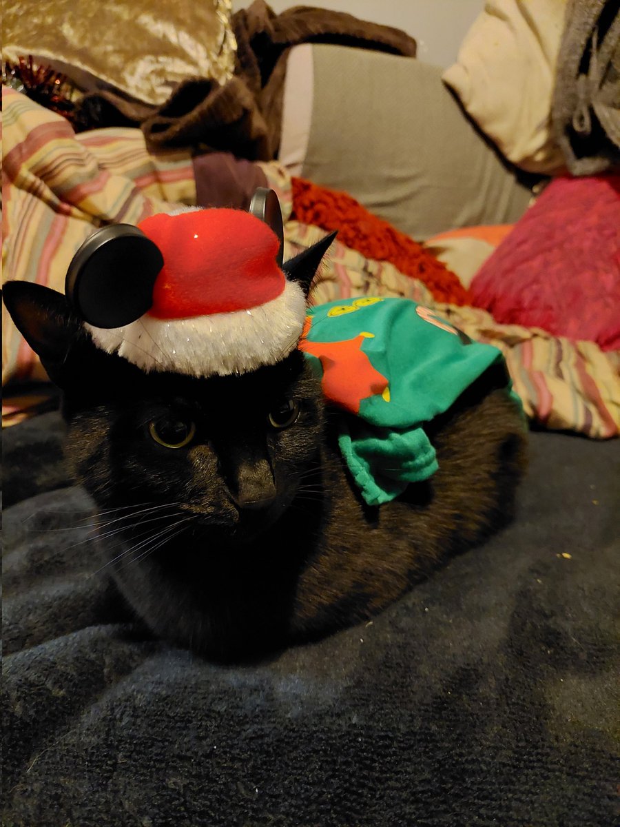 AquaticMermaids's tweet photo. If you're having a bad week...
Here's a #cat in a Micky Mouse Christmas hat!

Per-ry Christmas!

#catinahat
#Christmascat
#CheerUp 
#mickymouse 
#ELF 
#perrychristmas 
#permaid 
#fermaid
#meowmaid https://t.co/XuxE5p6MPX