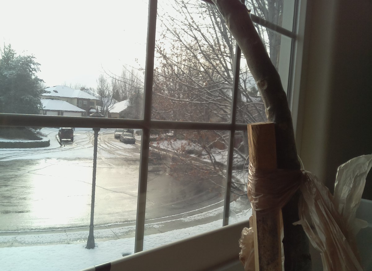 literally_plant's tweet photo. Timelapse picture taken at 11:00:25AM MDT 12/16/2021
Soil Moisture: 100.0%
Day: 582

#gardening #plant #garden #nature #summer #plumeria https://t.co/zyw6f2Bk5h