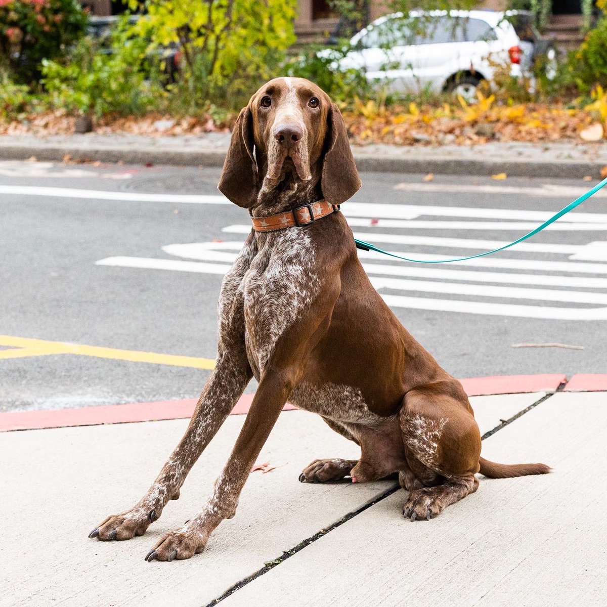 thedogist's tweet photo. Tater, Bracco Italiano (2 y/o), 11th &amp; Garden St., Hoboken, NJ • “I had a Spinone before him named Jethro, who was a dream. I was crushed when he passed, but as a dog person, I felt the need to fill the void. Tater has been everything I hoped for and more.“ https://t.co/vXgQ1OkQLt