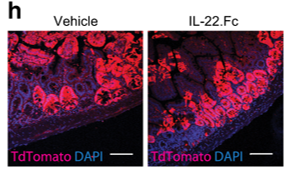 MucosalImmunol's tweet photo. More on #PanethCells in the #3 most read article from 2021: IL-22 receptor signaling in Paneth cells is critical for their maturation, microbiota colonization, Th17-related immune responses, and anti-Salmonella immunity, https://t.co/aSLlApJTAj https://t.co/LRMMg9ZW6I