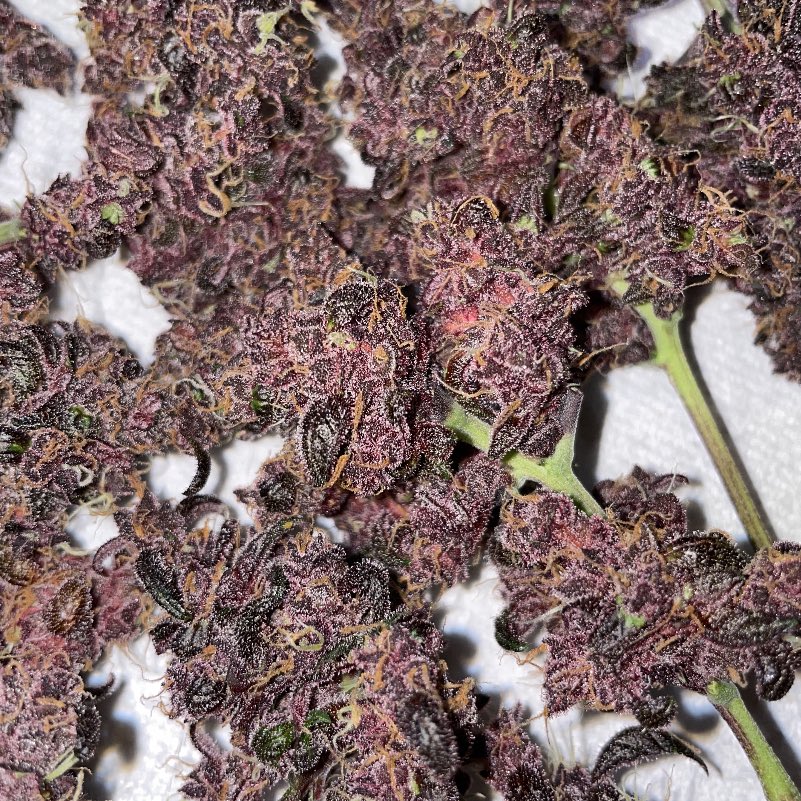 GroveGrower's tweet photo. Some of my LSD 25 auto after harvest. What do y’all think?
#IrvineArmy #GrowYourOwn #Mmemberville #TheSensei https://t.co/nN0qngatwU