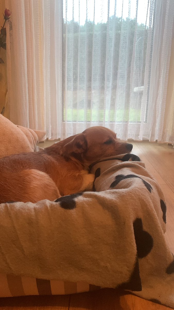 Bambilicous2's tweet photo. Chilln

#dogs #cutedogs #dogmum #doglovers #DogLife #hunde #hundeliebe #tierschutz #tierschutzhund #AdoptDontBuy #AdoptDontShop https://t.co/eFumsZNp7N