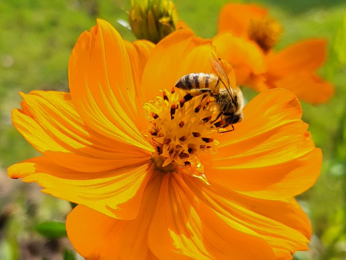 umamithun's tweet photo. Busy at work # CosmosInDecember #Cosmos #GardeningTwitter https://t.co/qcKhrYlQ3P