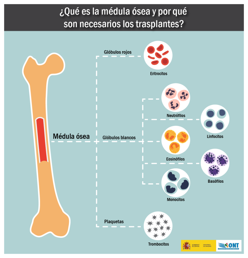 ONT_esp's tweet photo. Estamos seguros de que alguna vez has oído hablar 🗣️ de los #trasplantes de médula ósea e incluso conocerás a alguien que sea donante 💞 pero ¿sabes exactamente qué es la médula ósea y por qué son tan importantes estos #trasplantes? Te lo explicamos en este hilo https://t.co/TYQfHR3Qsr