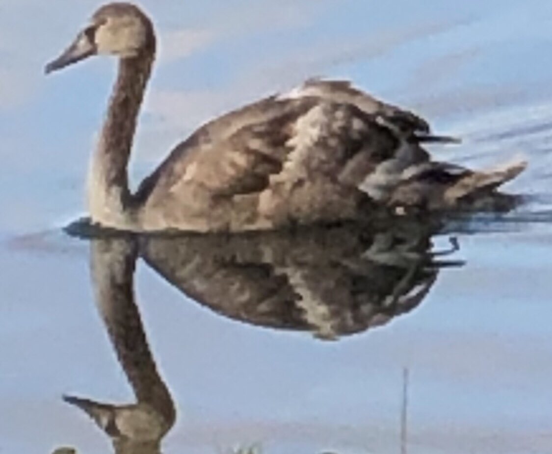 now_pep's tweet photo. @MrJRobert14 On November 9th, 2021 he swam in front of my lens and please note the absolutely divine natural perfection that is always in everything🙏🍀🌏🍀🙏🌟🌟🌟🐒🐒🐒🌈🌈🌈 https://t.co/OtOlfXpcbE