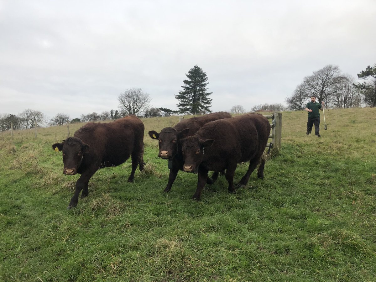 Downygrazers's tweet photo. The cattle were excited to be going to Park Ham, a Chalk grassland nature reserve in Chaldon. They’ll work with the sheep to conserve this habitat, for the wildlife that call it home 😁🙌🐑🐂 https://t.co/RwhPlG9pP4