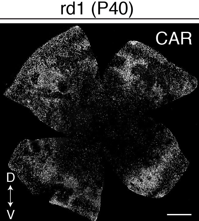 Excited to share our story on the role of RA signaling on cone survival during retinal degeneration! It's been known for decades that cones in the peripheral retina survive longer in rod-cone degeneration mice, but it was unclear why. Here's our attempt:
biorxiv.org/content/10.110…