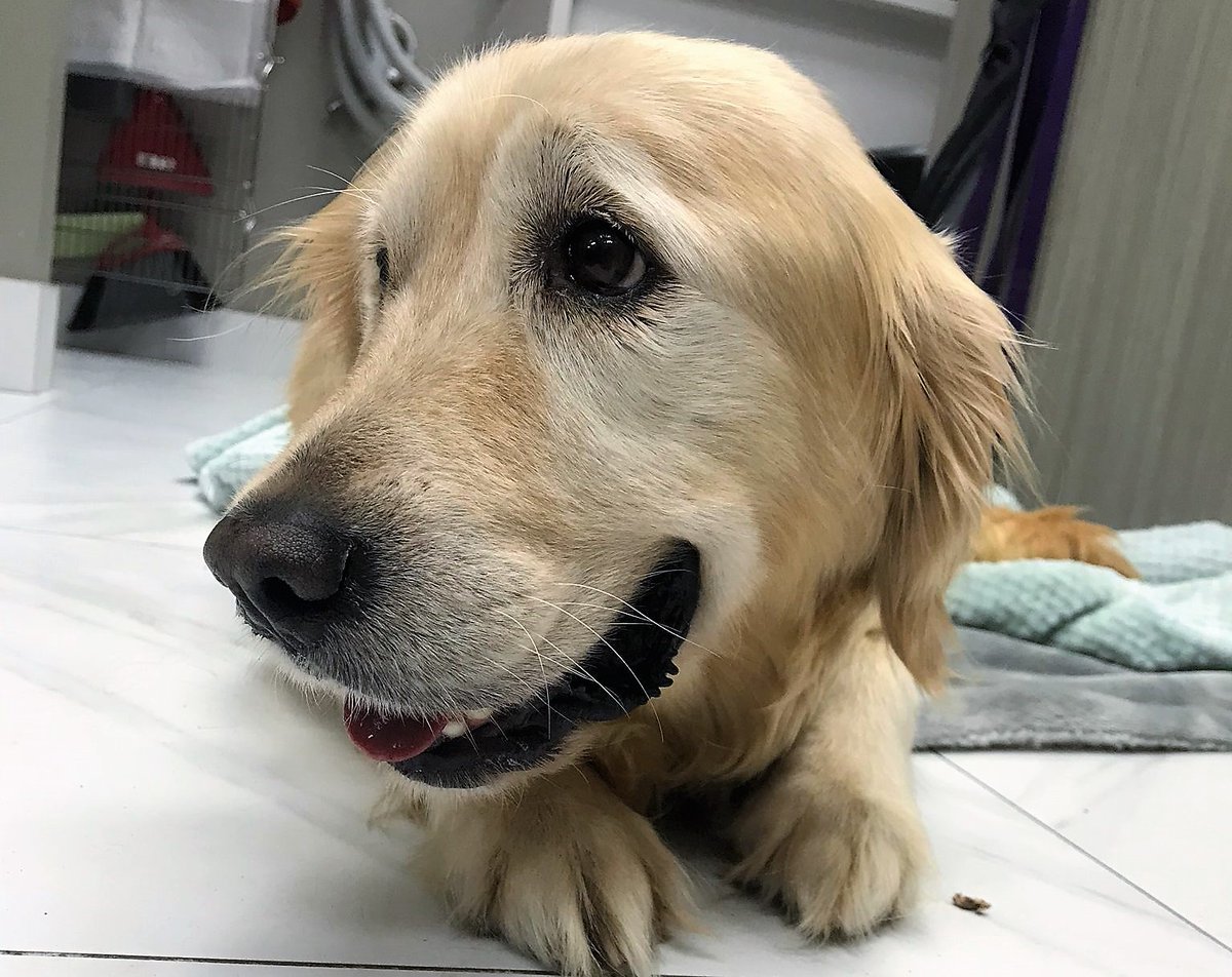 DrEllenKinzl's tweet photo. Penny, aka 'Penny the Irresistible'. Look at that face!
.
.
#goldens #goldenretrievers #supercute #smilingdog #libertyvillage #LVAH #CDAH #veterinarian #toronto https://t.co/Z7MMQAi9qQ