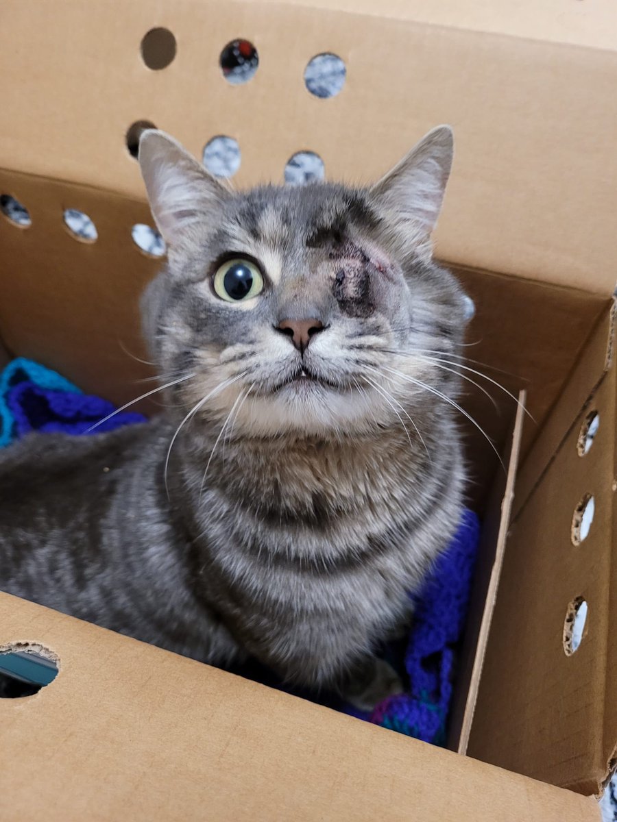 michaelscat2's tweet photo. I just adopted my first cat! Everyone, please say hello to "Nick Fury", or "Fury" for short! He's had a rough little life on the street, but now he has a nice warm home! https://t.co/90Hq696eBX
