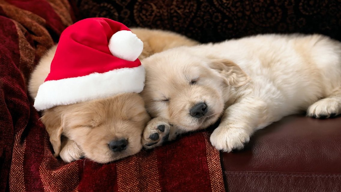 Pawfect_Fashion's tweet photo. Our pre-Christmas offer ends TODAY!! Make sure to visit our site for your last chance at 20% off all of our products! (Use code: Pawfect)🐶🎄 https://t.co/S4X2fh6plQ