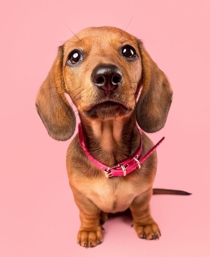 MboxMu's tweet photo. Mums we might be getting a pet food test &amp; review product! Do you have pets at home? If yes comment below to let us know which type of pets you have and how many.
#mumbox #itsourtime #testandreview #pets #cats #dogs #dogsofinstagram #catsofinstagram #petsofinstagram https://t.co/VfRcWGx85k