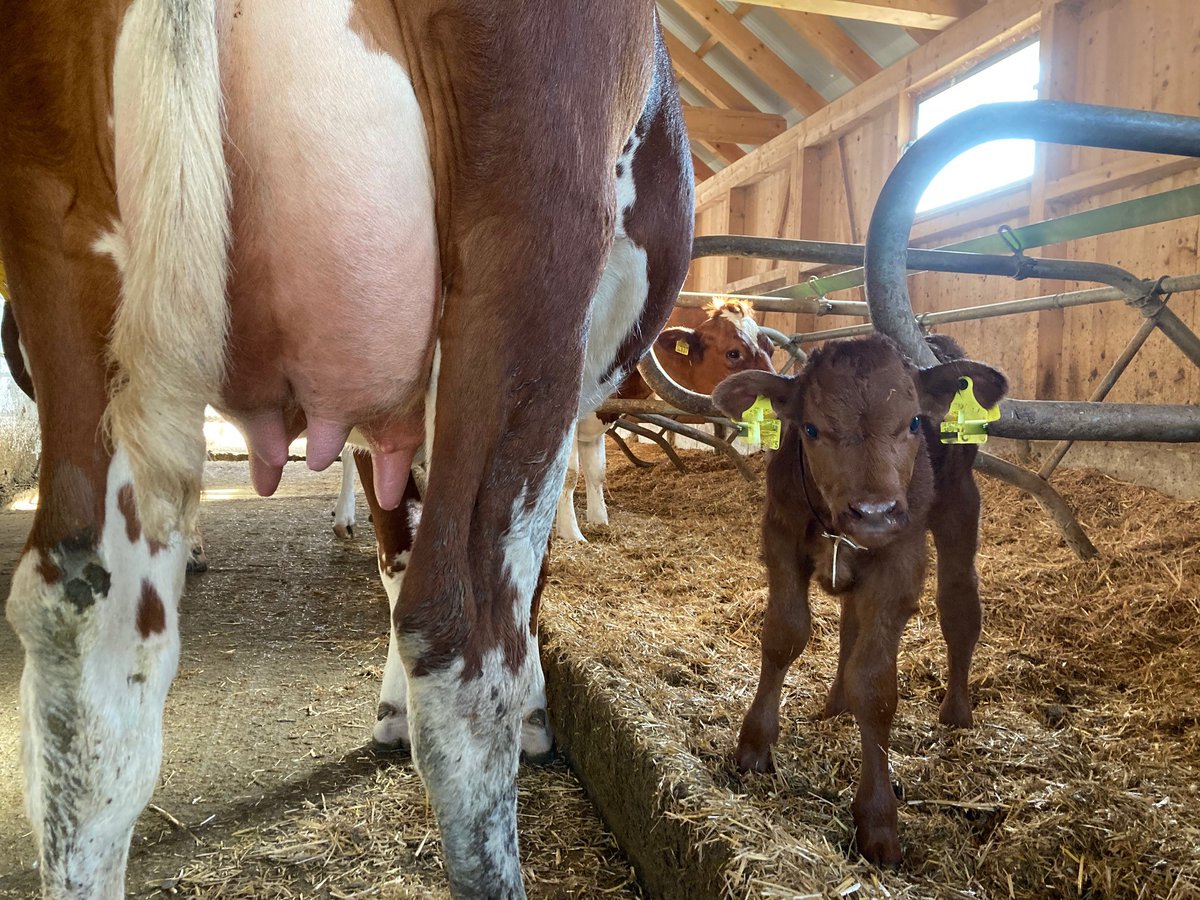 Der Artikel «Mutterliebe für die Gesundheit» in der @TierweltOnline trifft den Nagel auf den Kopf – MuKa ist  die natürlichste Variante, wie ein Kälbchen gesund aufgezogen werden kann.

Der Artikel beleuchtet die Mutter-Kalb-Haltung in der Milchproduktion.