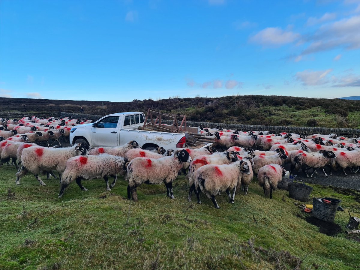A good excuse to stop digging the inspection pit. 🐑🐏

#iAMGEOlogy #geotechnical #geology #thursday
