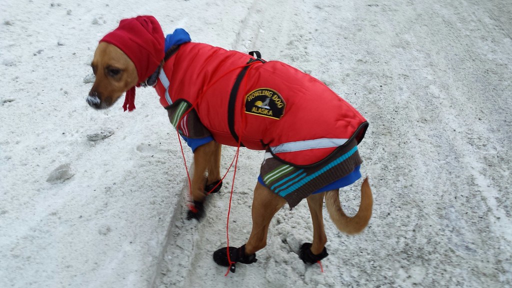 WarmDoggos's tweet photo. Don't forget about our great 50% offer on all luxury dog jackets this Christmas, get buying for your dogs now!

#dog #dogs #dogjackets #funnydogs #cutedogs #dogmemes #bulldog #germansheperd #frenchbulldog #cockerspaniel #beagle #poodle #rottweiler #daschund https://t.co/T2DziRMpHz