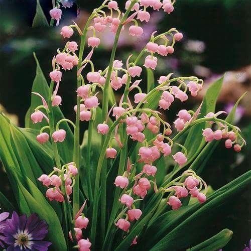 seokuva's tweet photo. lily of the valley 🌿☀️ https://t.co/MvQXbACDMU