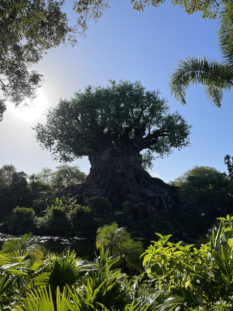 Love Animal Kingdom in the morning.