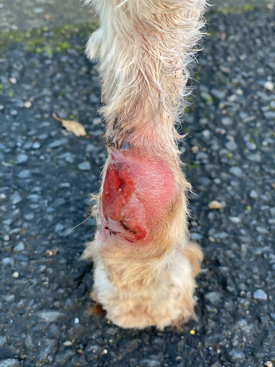 SpanielsSuper's tweet photo. THE VET WAS NOT IMPRESSED🥺 HE GOT HIS REVENGE 😱😢……but on the bright side 🤩 I’m now totally naked 😊❤️ No dressing. BUT! No licking! No mud! No water! No sand! No dust! It’s got to be bathed several times a day 😟 Let’s hope there’s lots of deep snow ❄️ #PoorSnoopy #SkyDish https://t.co/aCXMhbuY82