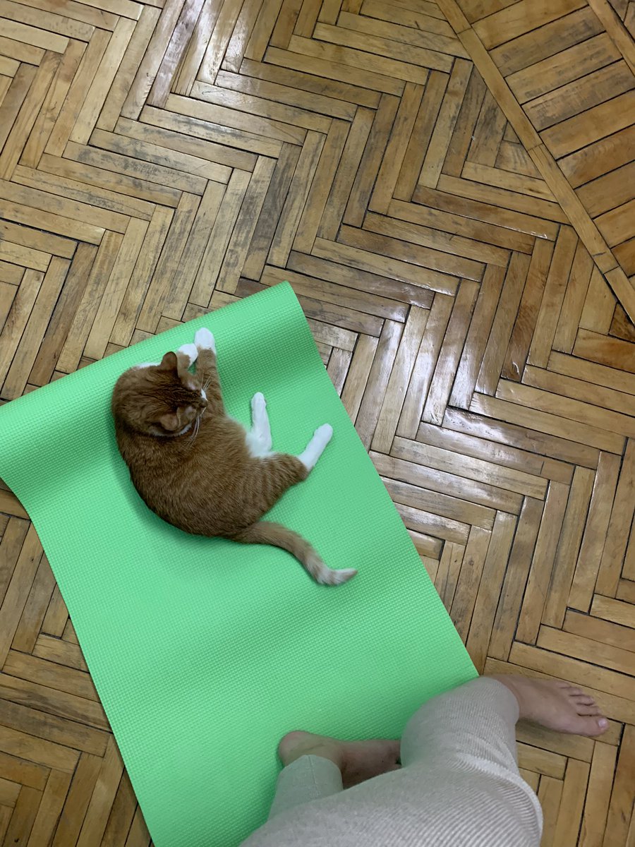 meremorya's tweet photo. Хахаха развер��ула коврик для йоги и котику тоже сразу нужно! https://t.co/jbMUiiyfnn
