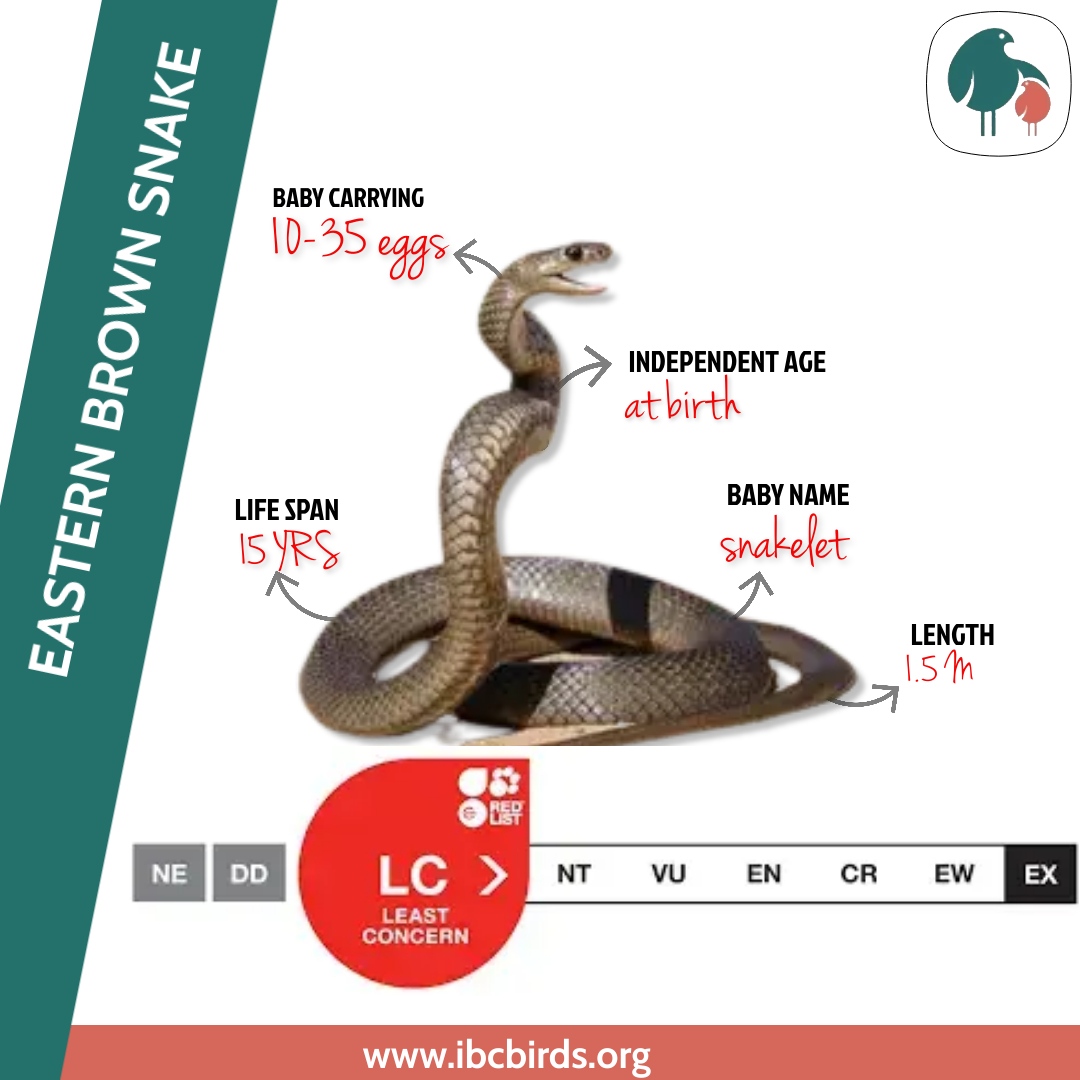 #IBCBIRDS #Reptiles

Eastern brown snakes are polygynous which means that one males mates with several females. 

#Reptilesfacts #Snakes