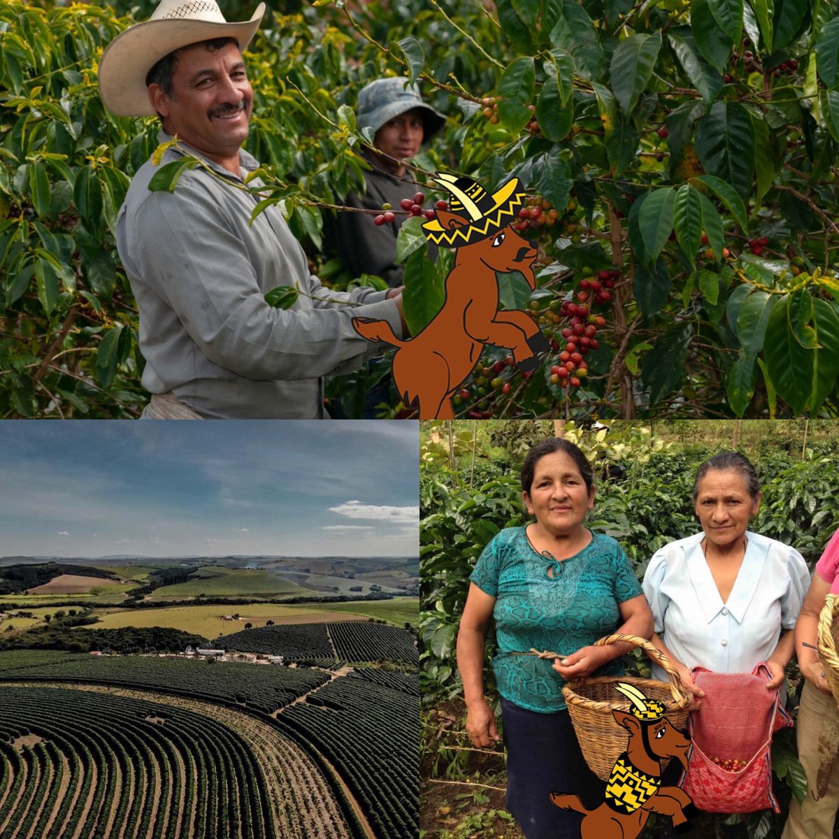 dancinggoatyork's tweet image. It's been an eventful year. Absurd coffee orders going viral and #climatechange impacting #coffeecultivation - #dancinggoat introduced 3 new coffees and our newsletter subscribers offered a range of free gifts and discounts...&amp;gt;  dancing-goat.co.uk/2021-a-year-in… #coffeetime #wheresthegoat