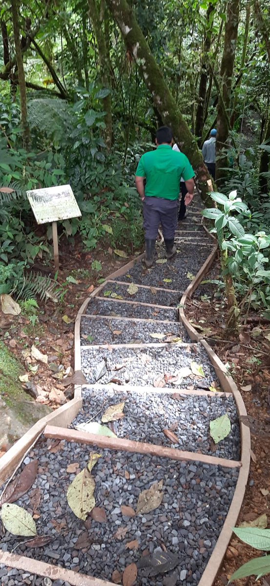 MiAmbientePma's tweet photo. #Chiriqui | Tras finalizar los trabajos de rehabilitación y mejoras que incluyen una nueva estación y puentes, anunciamos la reapertura del sendero Panamá Verde ubicado en el Parque Internacional La Amistad (PILA), en Las Nubes - Cerro Punta, distrito de Tierras Altas. https://t.co/j72Q7gKtK5