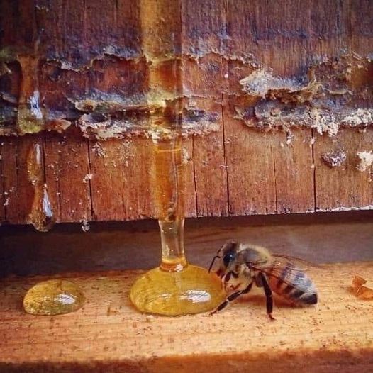 miltonsilvaPC's tweet photo. La abeja vive menos de 40 días, visita al menos 1000 flores y produce menos de una cucharadita de miel. Para nosotros es solo una cucharadita de miel, pero para la abeja es una vida.¡Gracias, abejas! 🐝🐝🐝🐝 https://t.co/Hng4iXWWcU