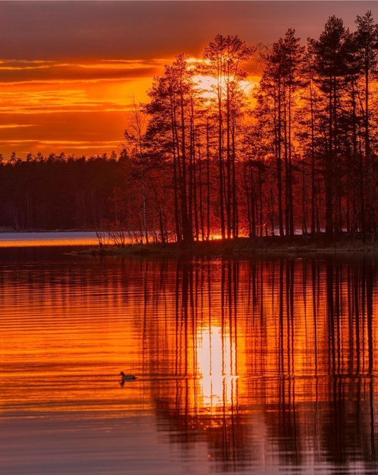 三叶草(互fo) (@syczlp) on Twitter photo 