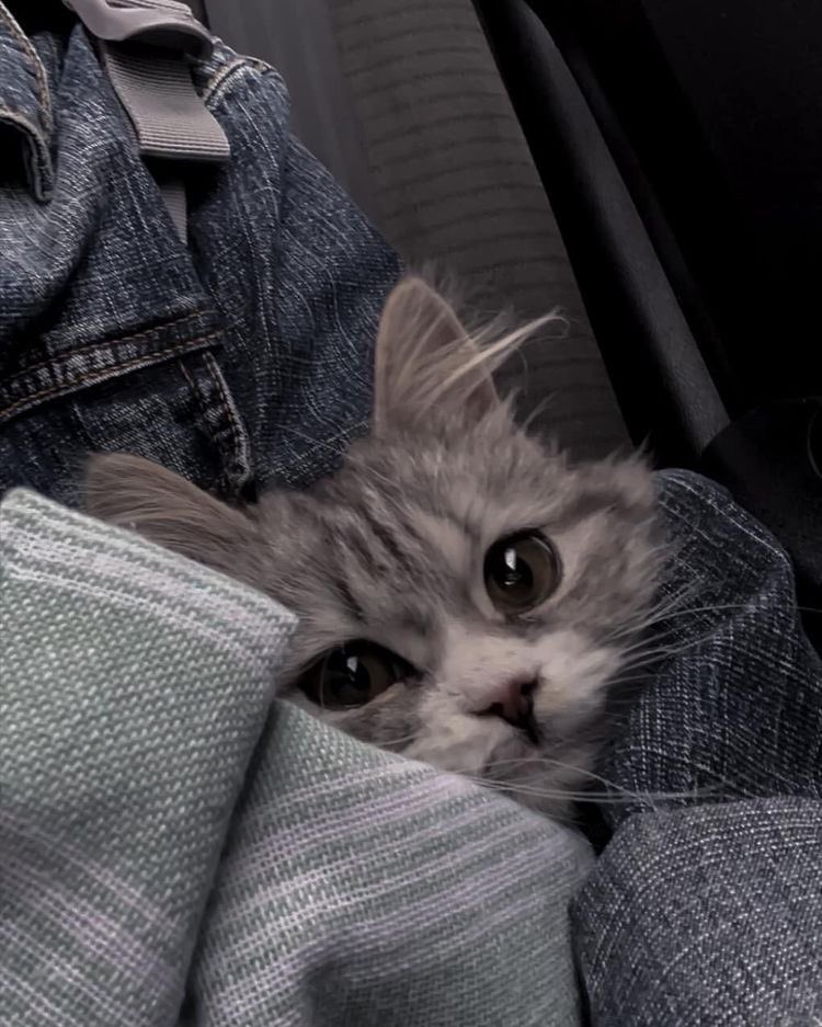 Out Of Context Animals (@cntxtanimai) on Twitter photo 
