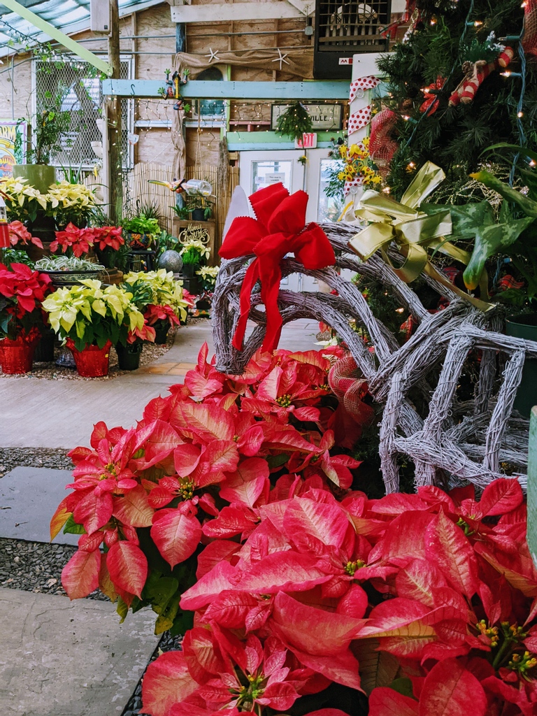 Good morning, #Galveston! ❤️ Only 9 days left until Christmas. Can you believe it? 

At #TomsThumbNursery, you can save:
✨ 25% off Fraser Fir Trees &amp; 
✨ ​50% off Holiday Decor

Sign up for our newsletter for special sale updates! tomsthumbnursery.com/sign-up