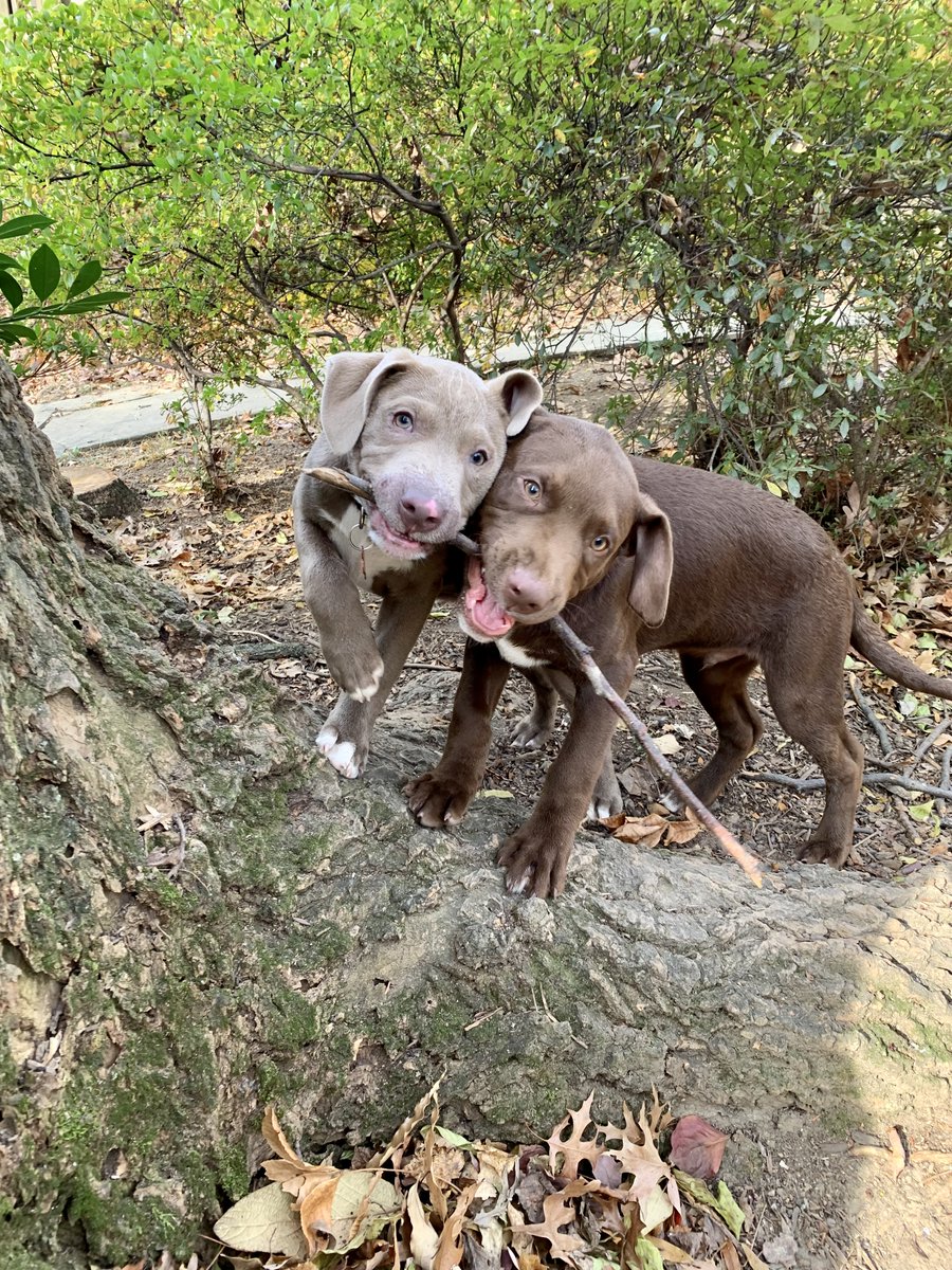 Managing foster puppies while teleworking adds fun (and a "bit" of complexity) to my day 🥰
<a href="/PetConnectRescu/">PetConnect Rescue</a> #adoptables #rescuedog #fosterdog #teleworkingwithdogs #covidlife