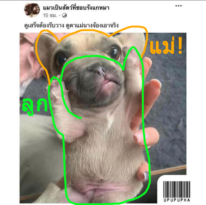 เหมียวเมี๊ยวๆ tweet media