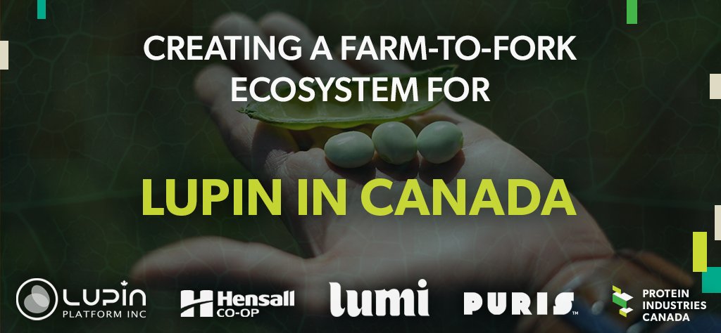 A new crop on the Canadian landscape. Our latest project, in partnership with Lupin Platform, <a href="/HDCAgronomy/">Hensall Co-op Agronomy</a>, Lumi Foods, <a href="/PURISfoods/">PURIS</a> and <a href="/ISED_CA/">ISED</a>, will create a farm-to-fork ecosystem for the production of lupin in Canada. 
proteinindustriescanada.ca/news/new-partn…