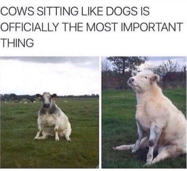 WholesomeMeme's tweet photo. https://t.co/PqpkbioUF5