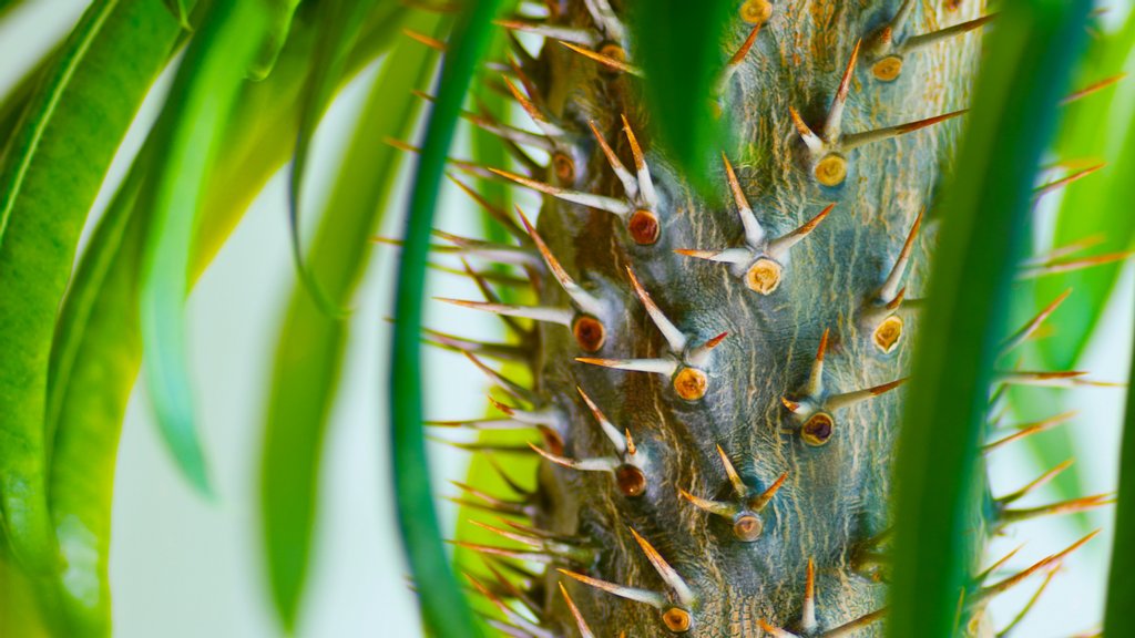 Características morfológicas muy particulares de Pachypodium: 1) tronco paquicálido, 2) espinescencia, 3) savia.