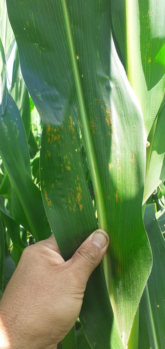 #LGEnsayosMaiz #Corn
Recorriendo ensayos EX3  de @LG_SEMILLAS. Las Rosas SF.
Arrancando floración se observan dif entre hib. Caracterizando para Roya 
Muy bien avanzan el maíz temprano
#JuntandoDatos <a href="/JochiArigos/">Jochi Arigós</a> <a href="/carignano_mario/">Mario Carignano</a> <a href="/mauriciofugante/">Mauricio</a>