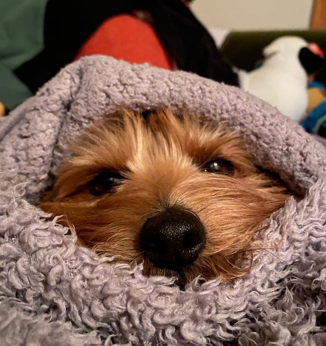 Millenosuke's tweet image. Good night🐶🥱
#goodnight #norfolkterrier