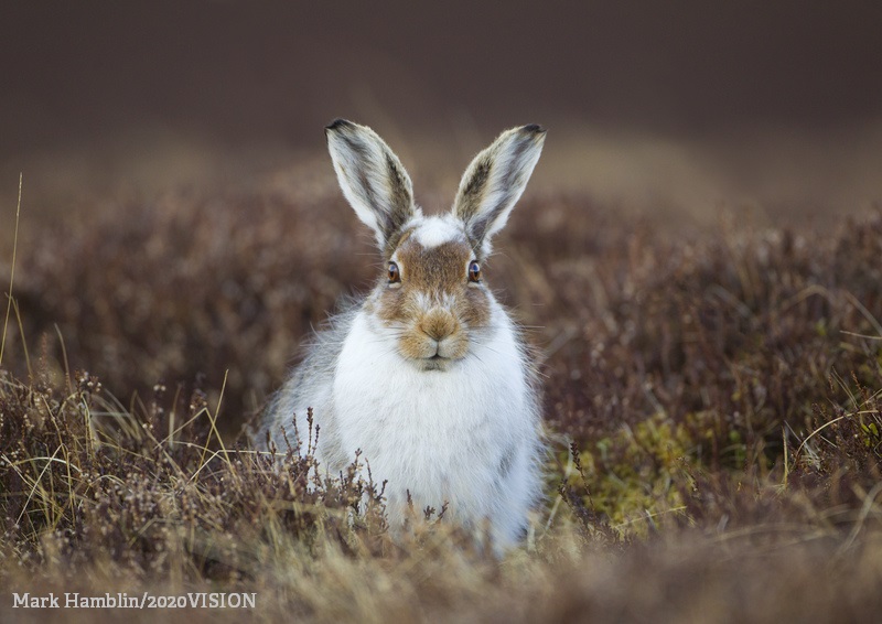 Be a wildlife hero and support a local Wildlife Trust appeal! There are so many exciting projects taking place across the movement! 🍃 wildlifetrusts.org/appeals
