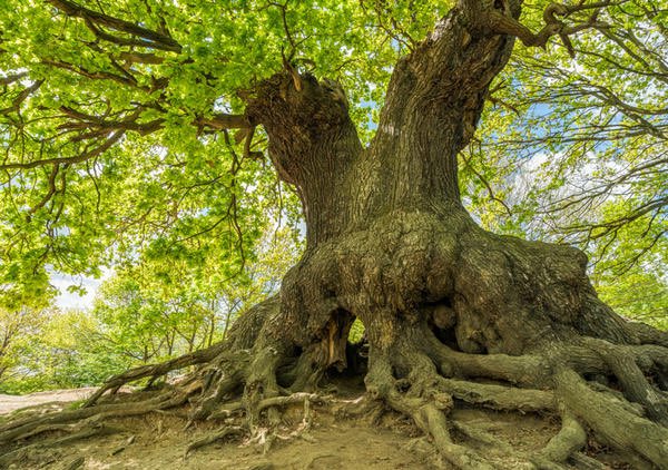 дуб красный черешчатый сеянец. дуб 2 года. сеянцы дуба черешчатого. теллермановский лес. дуб в израиле.