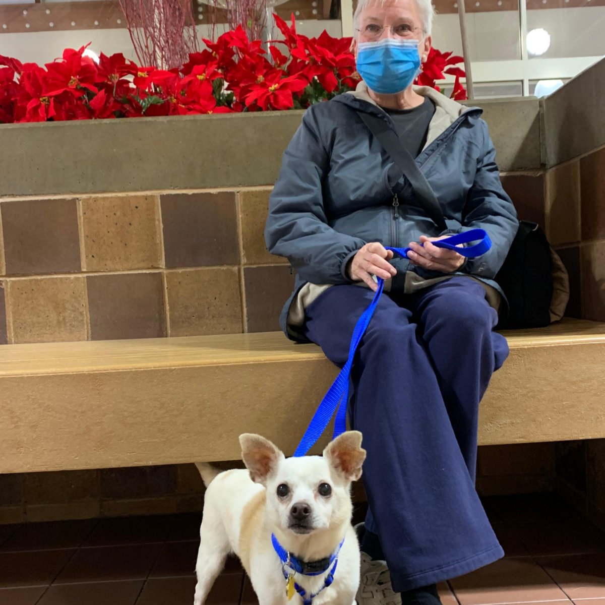 AnimalLeague's tweet photo. Happy Adoption Story! Lucky lived up to his name when this 13-year-old Chihuahua met a very special adopter who knew Lucky was meant to go home with her for the holidays. The #ScoobyStrong fund covered the adoption fees! A happy ending for all! #GetYourRescueOn #AdoptASeniorPet https://t.co/YE7RhGKJW6