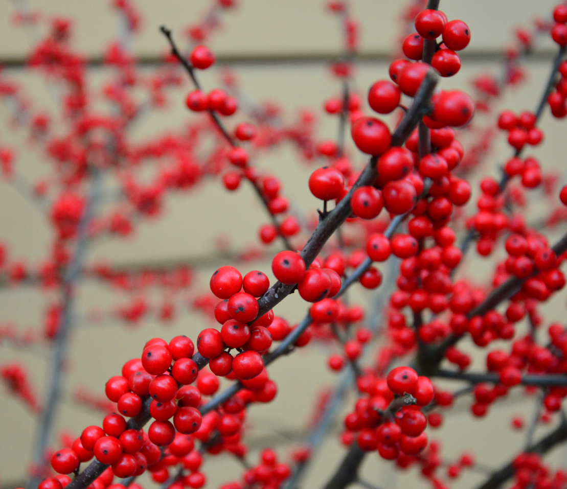 Op kerstavond (vrijdag, 24 december 2021) en op Oudejaarsdag (vrijdag 31 december 2021) vindt er géén veiling plaats. Daarom zijn er enkele wijzigingen rond de aanvoer en bij de openingstijden van de afdelingen Verpakking en CC-Depot. 

Meer informatie: veilingrheinmaas.com/nl/newsroom/ne…