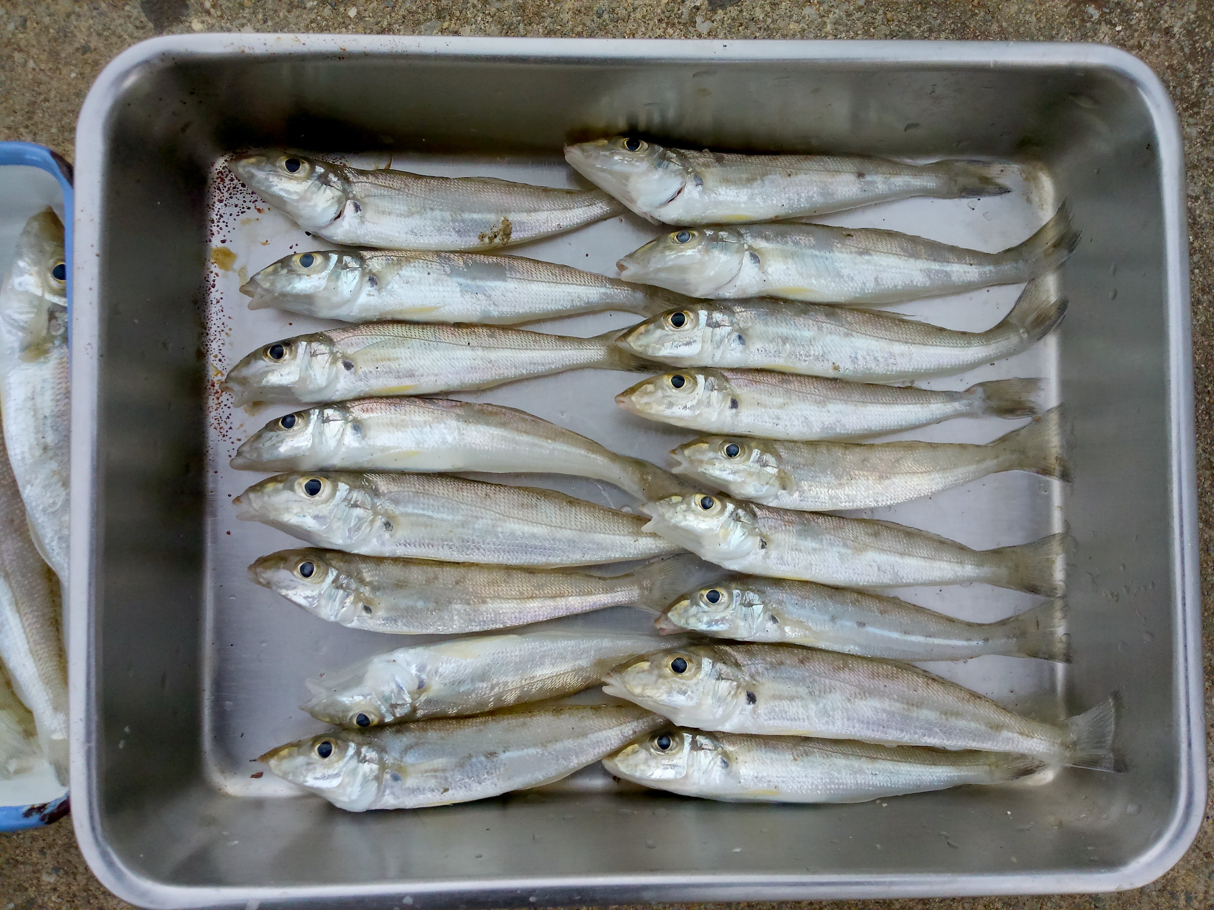 沖縄キス釣り Twitter Search Twitter