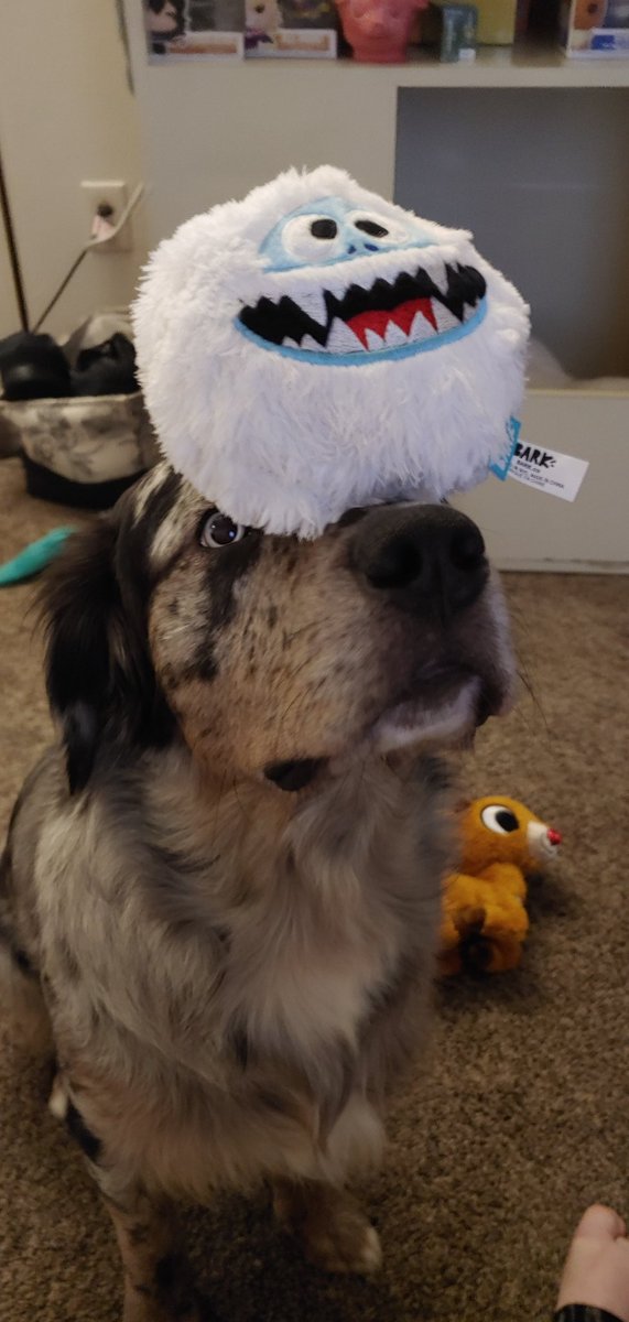 GriffinGoofy's tweet photo. OH MY DOG!!! MY @SuperChewerBox CAME!!!🤩🤪 https://t.co/I1DYBMHEMF